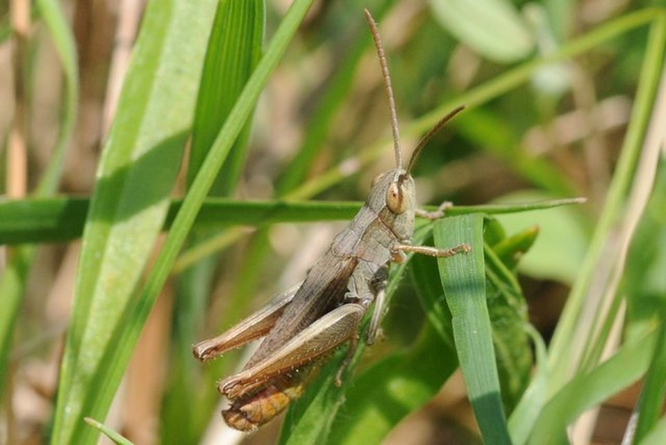 Chorthippus (Chorthippus) (subgenus)