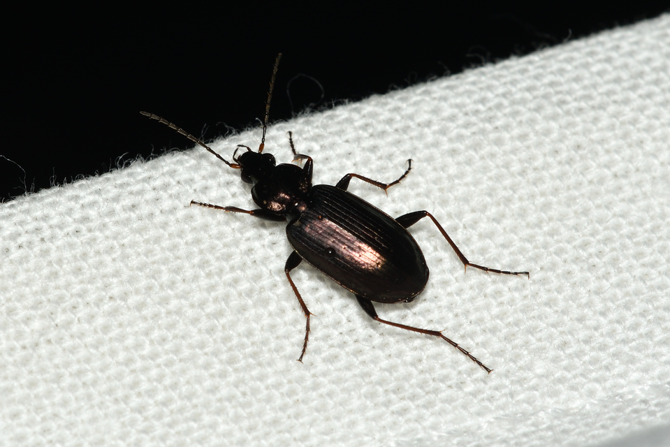 Agonum gracilipes - kecses kisfutó Agonum gracilipes - kecses kisfutó