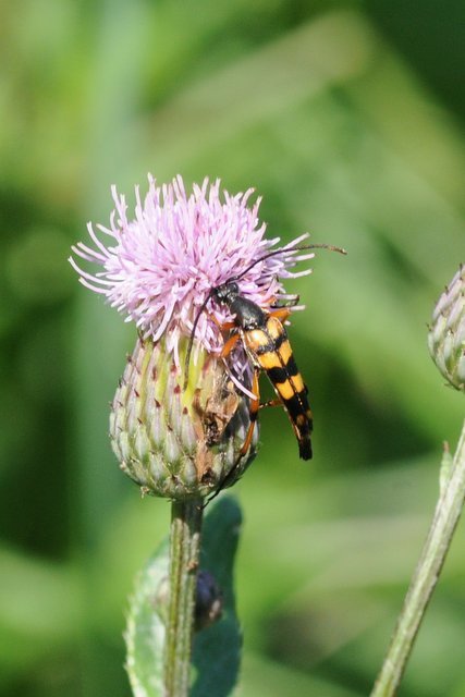 Strangalia attenuata - nyurgacincér