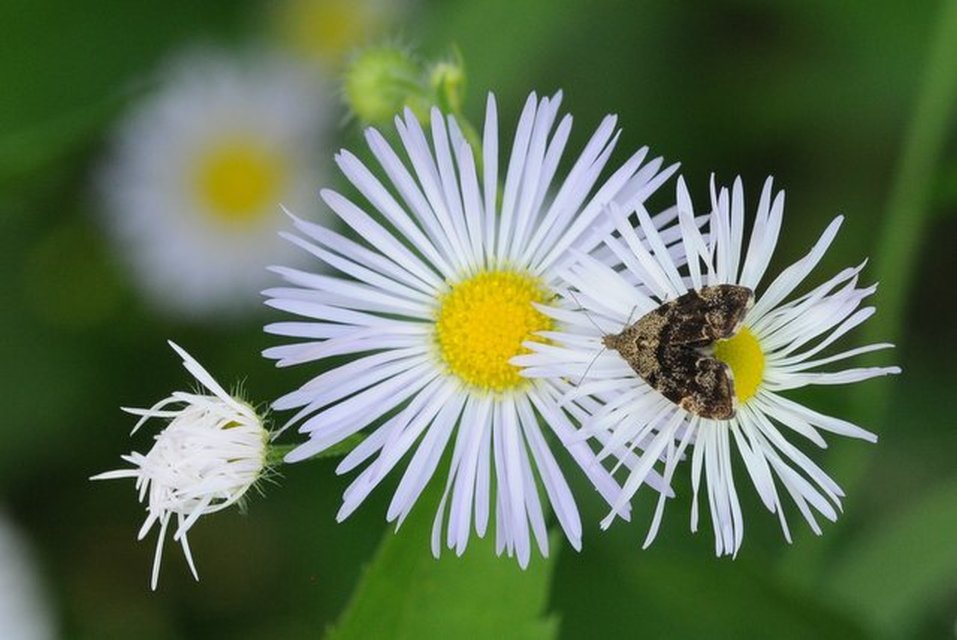 Anthophila fabriciana - lápréti levélmoly