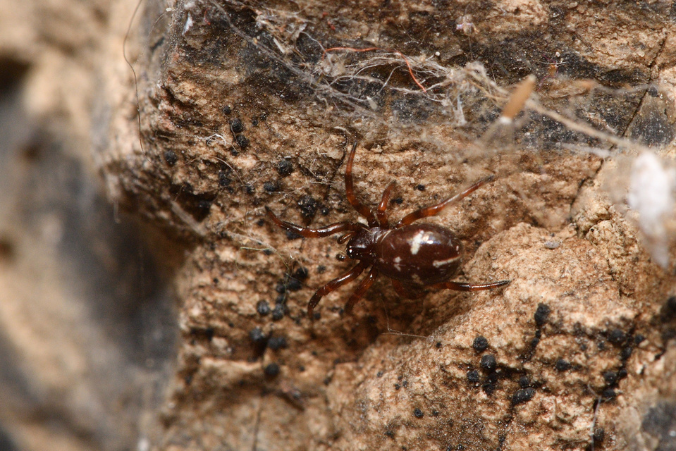 Asagena phalerata/meridionalis