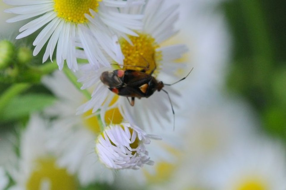 Deraeocoris ruber - vöröses mezeipoloska