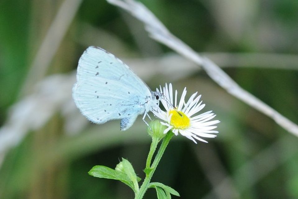 Celastrina argiolus - bengeboglárka