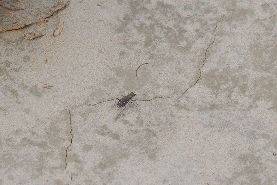 Calomera littoralis nemoralis - sziki homokfutrinka