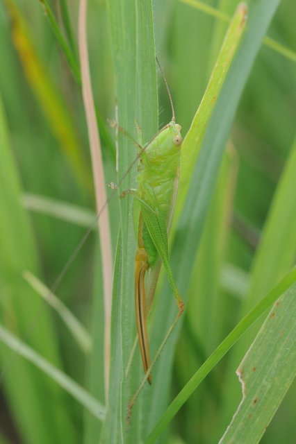 Conocephalus fuscus - kis kúpfejűszöcske