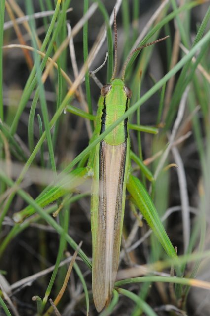 Mecostethus parapleurus - hagymazöld sáska