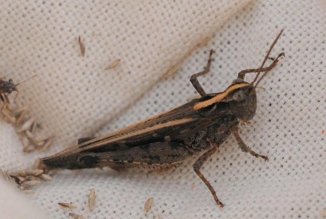 Epacromius coerulipes - sziki sáska