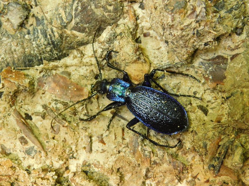 Carabus intricatus - kék laposfutrinka