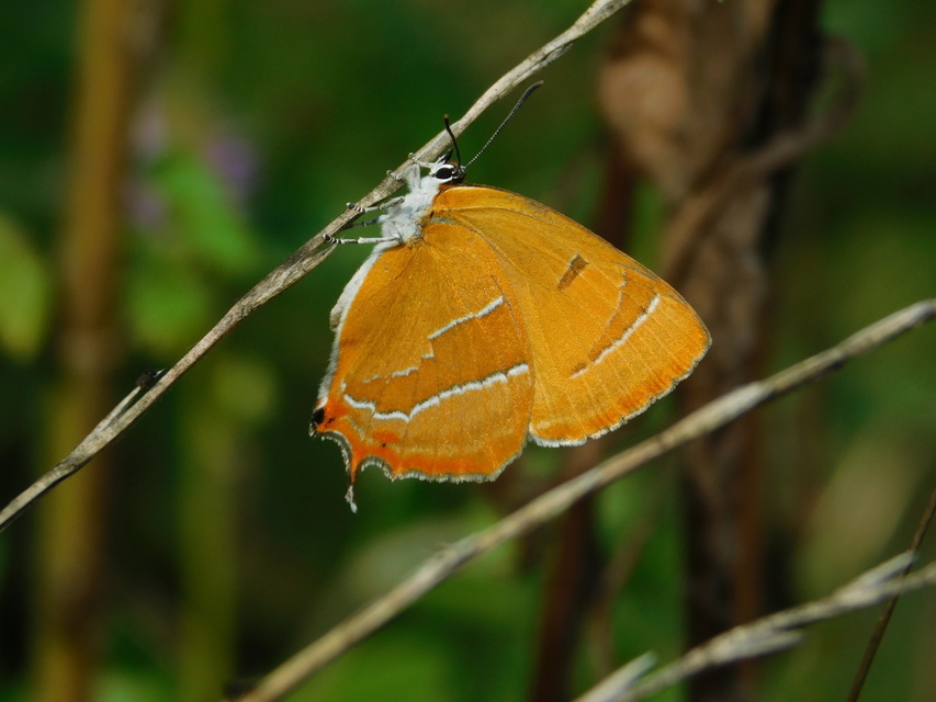 Thecla betulae - nyírfalepke