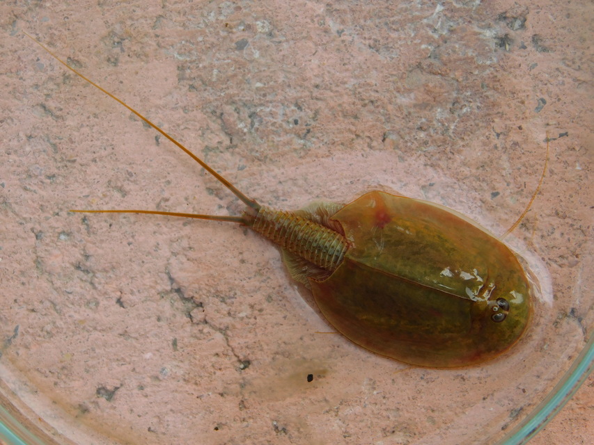 Triops cancriformis - nyári pajzsosrák