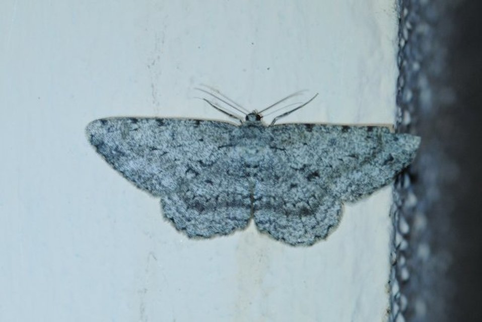 Hypomecis roboraria - nagy tölgyfaaraszoló