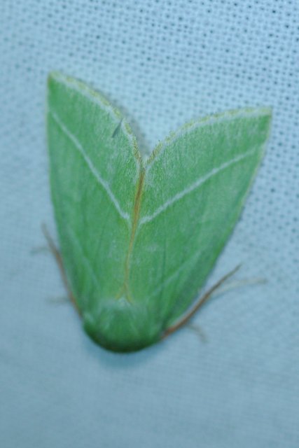 Pseudoips prasinana - bükkfa-zöldbagoly
