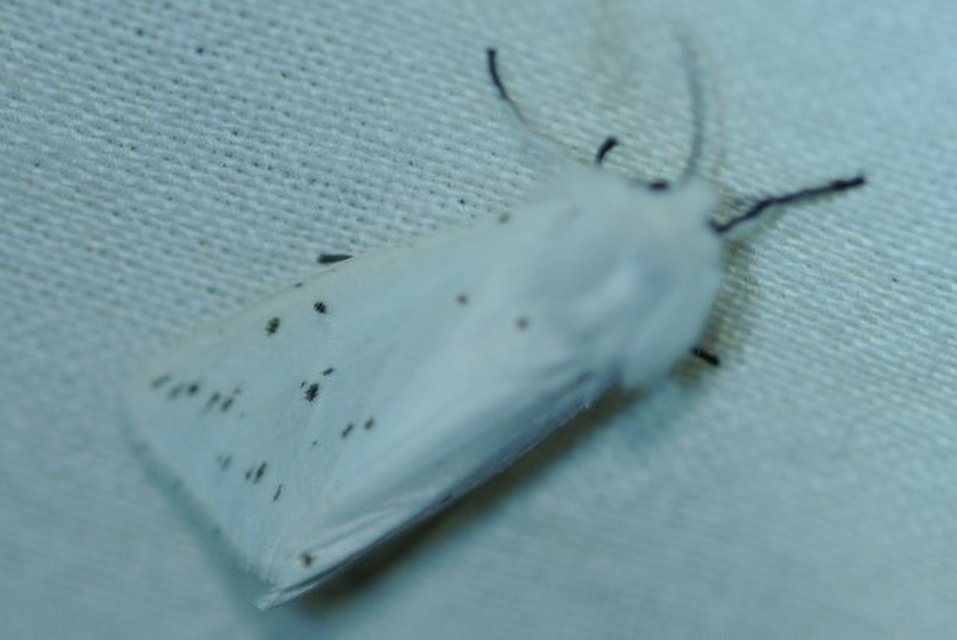 Spilosoma lubricipedum/urticae