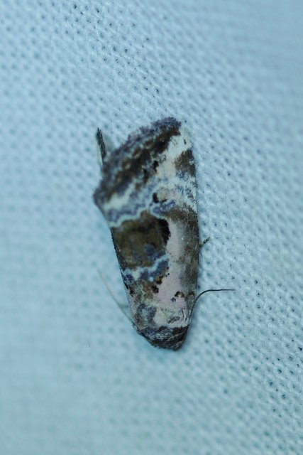 Hapalotis venustula - rózsaszínű mázasbagoly