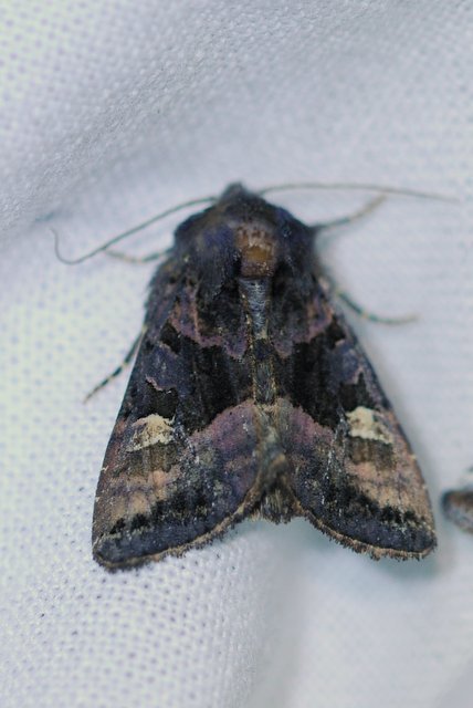 Euplexia lucipara - szeder-csipkésbagoly