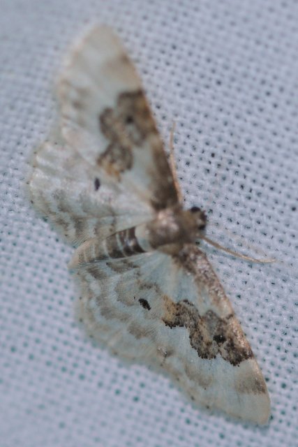 Idaea rusticata - tarka apróaraszoló