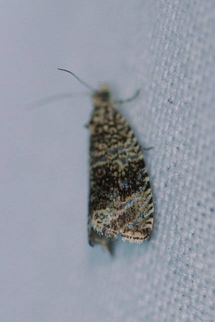 Celypha lacunana - vízparti tükrösmoly