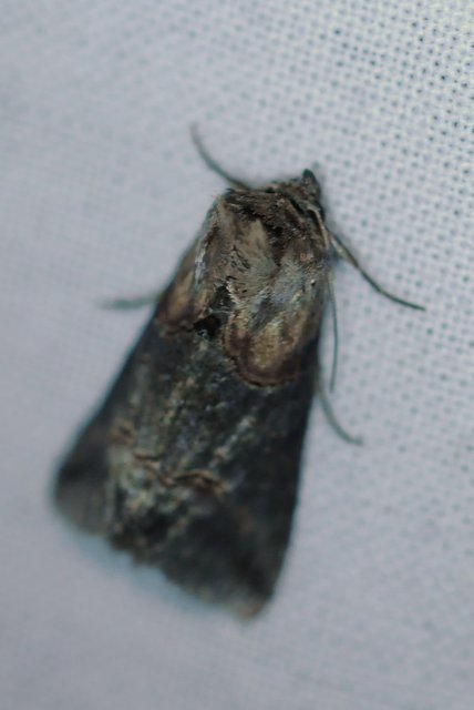 Abrostola
