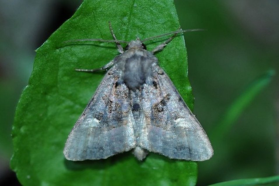Euplexia lucipara - szeder-csipkésbagoly