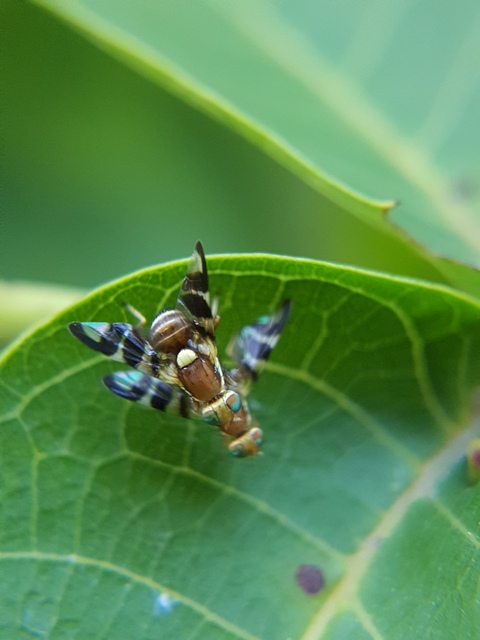 Rhagoletis completa