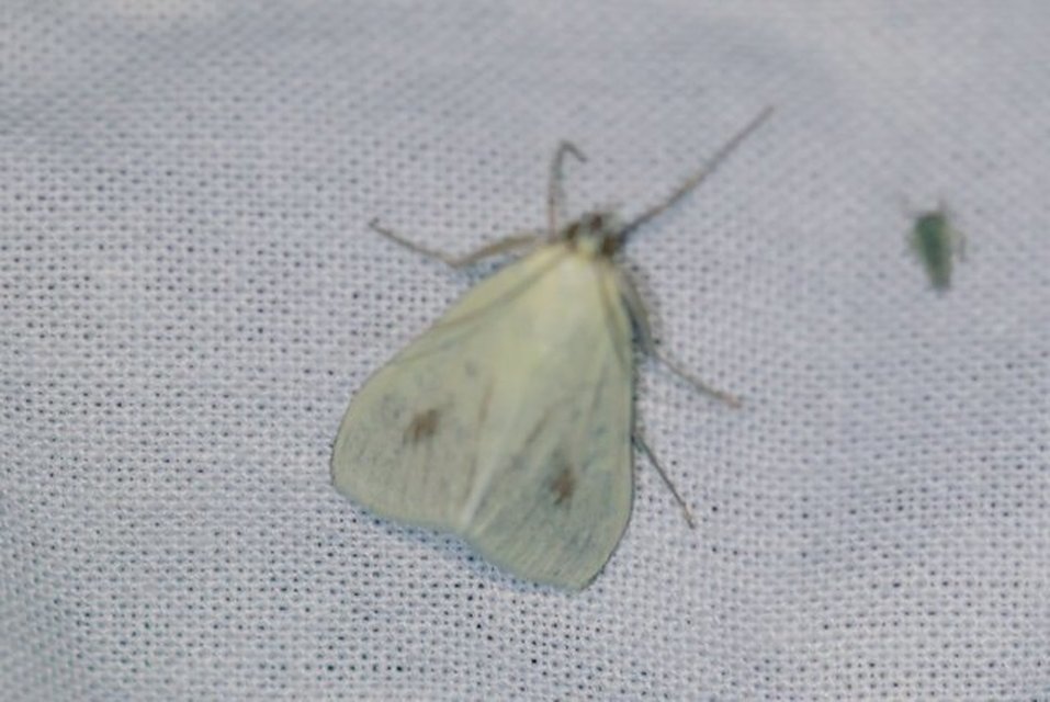 Sitochroa palealis - kénszárnyú dudvamoly