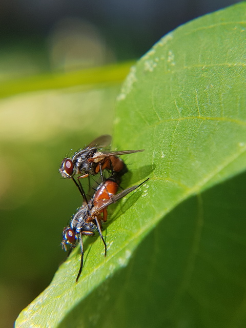 Mintho rufiventris