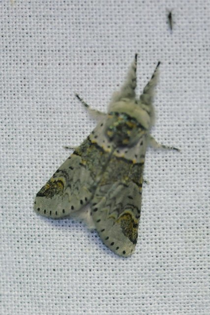 Furcula furcula - szürke púposszövő