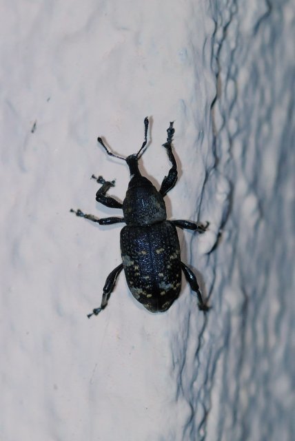 Hylobius abietis - nagy fenyvesormányos