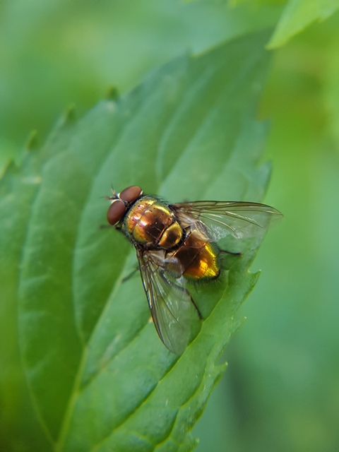 Lucilia