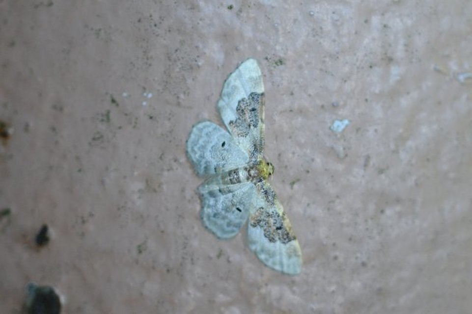Idaea rusticata - tarka apróaraszoló