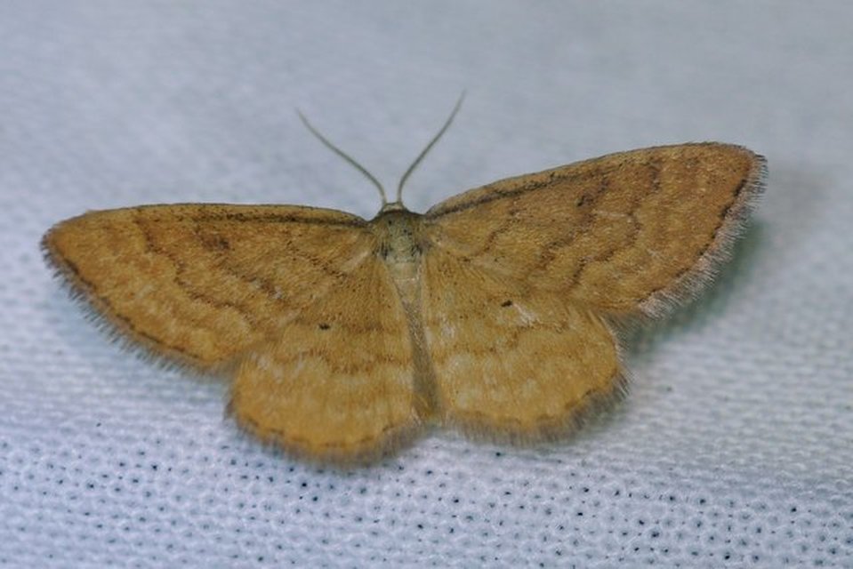 Idaea serpentata - kis sávosaraszoló