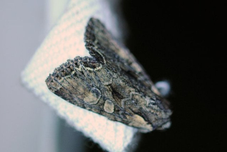 Lacanobia thalassina - borbolya-kertibagoly