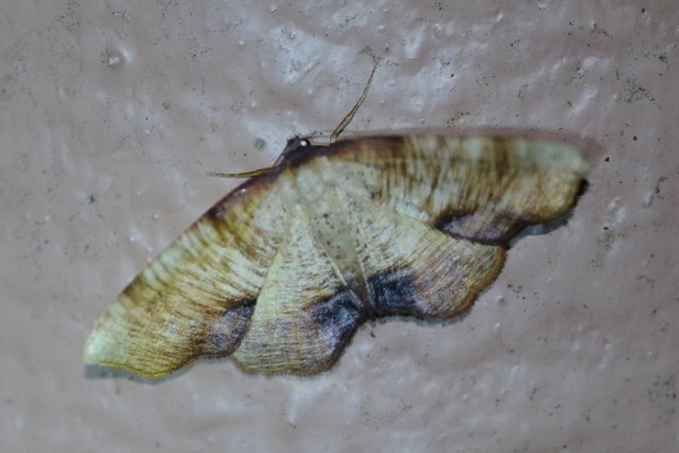 Plagodis dolabraria - baltaszárnyú araszoló