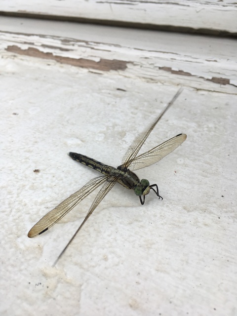 Orthetrum albistylum - fehérfarkú pásztorszitakötő