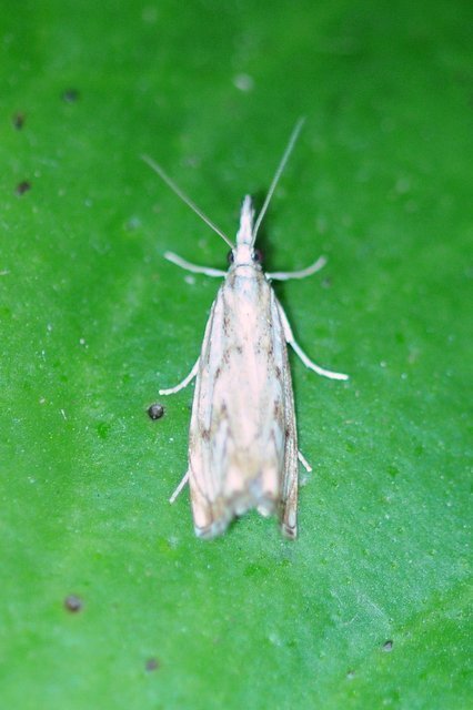 Catoptria falsella - hálós fűgyökérmoly
