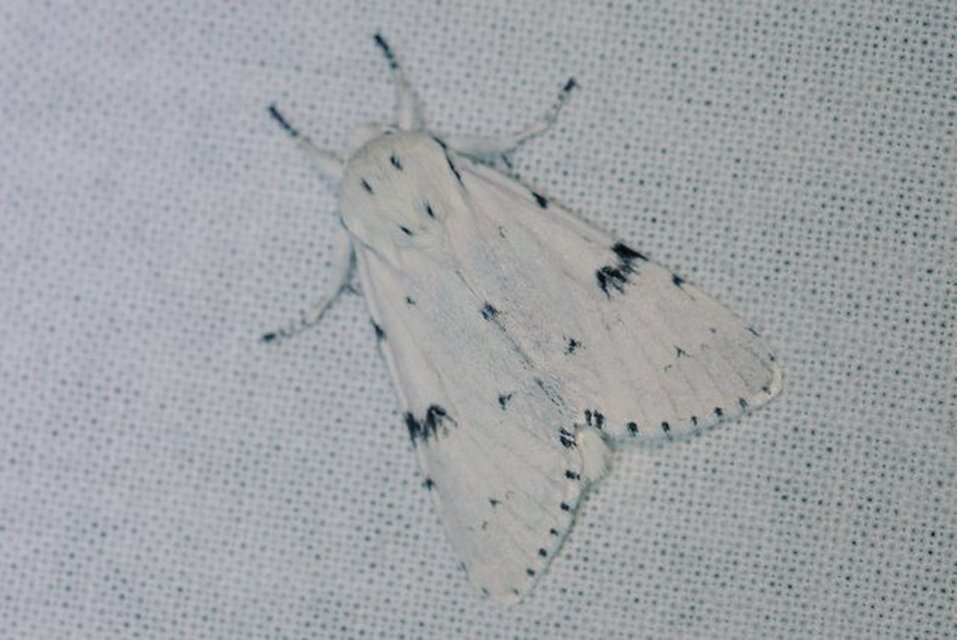 Acronicta leporina - fehér szigonyosbagoly