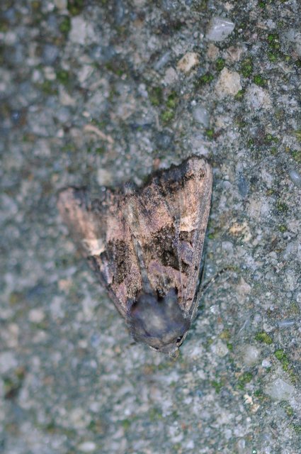 Euplexia lucipara - szeder-csipkésbagoly
