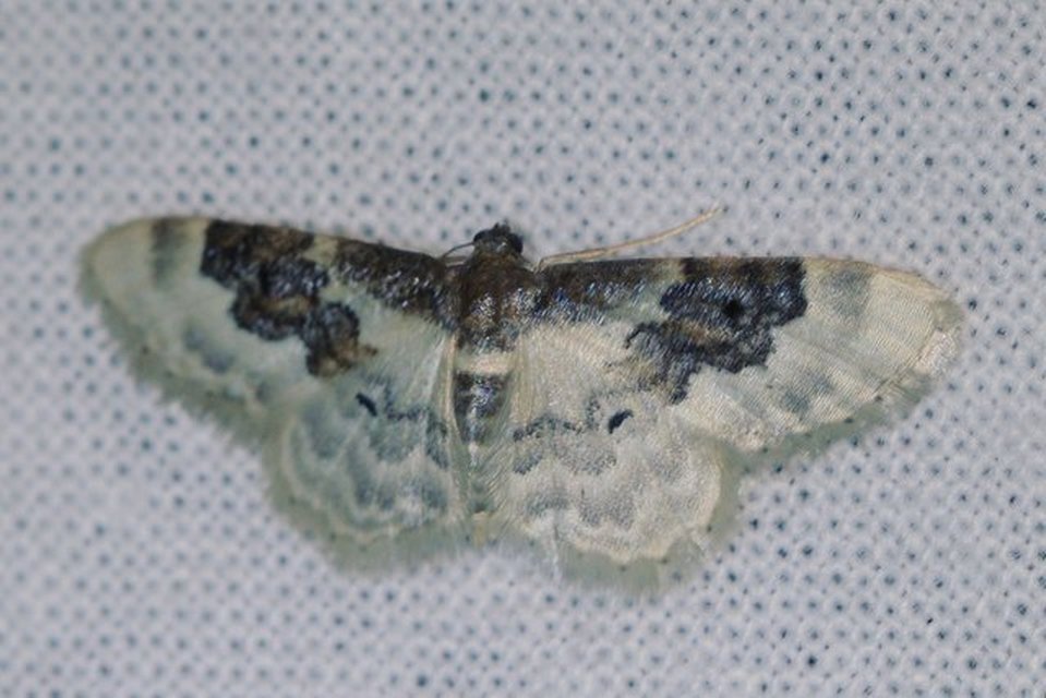 Idaea rusticata - tarka apróaraszoló