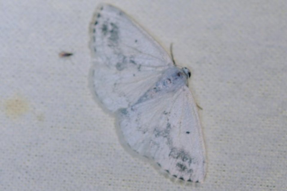 Lomographa temerata - foltos fehéraraszoló