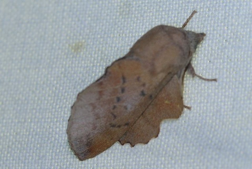 Phyllodesma tremulifolia - nyárlevélpohók
