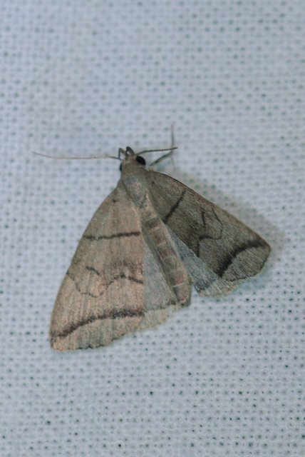 Herminia grisealis - ligeti karcsúbagoly