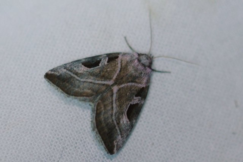 Eucarta virgo - mocsári ametisztbagoly