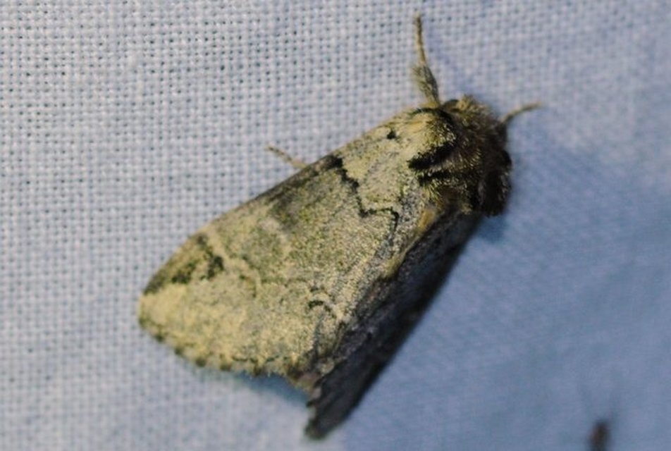 Drymonia obliterata - feketefoltos púposszövő