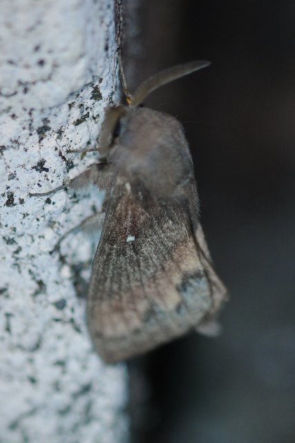 Dendrolimus pini - fenyőpohók