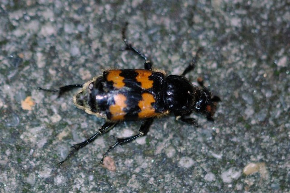 Nicrophorus interruptus - sárgaszőrű temetőbogár