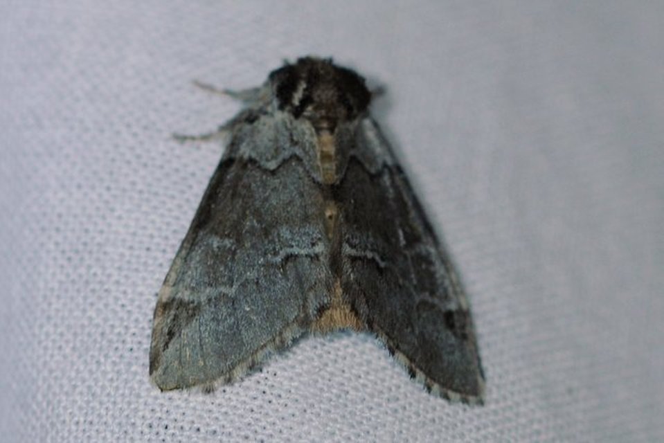 Drymonia obliterata - feketefoltos púposszövő