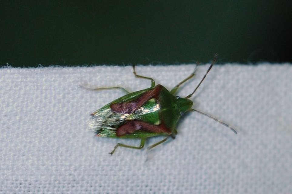 Cyphostethus tristriatus - boróka-dajkapoloska Cyphostethus tristriatus - boróka-dajkapoloska