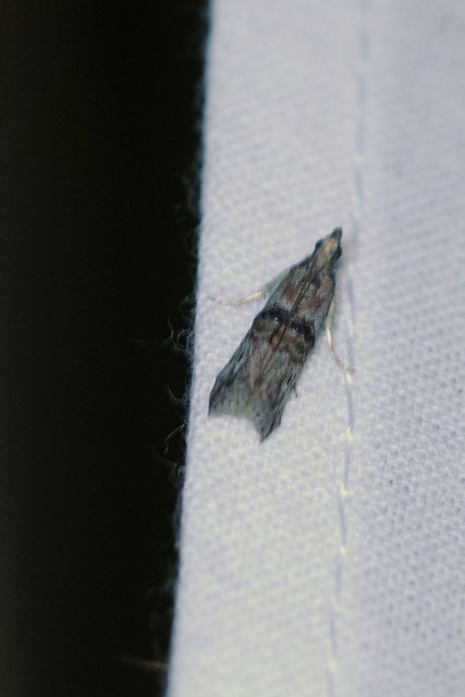 Nephopterix angustella - kecskerágó-karcsúmoly