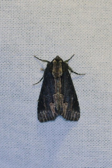 Dypterygia scabriuscula - szurokbarna nyáribagoly