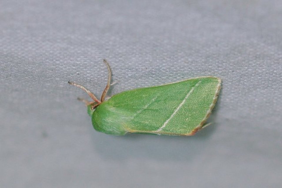 Pseudoips prasinana - bükkfa-zöldbagoly